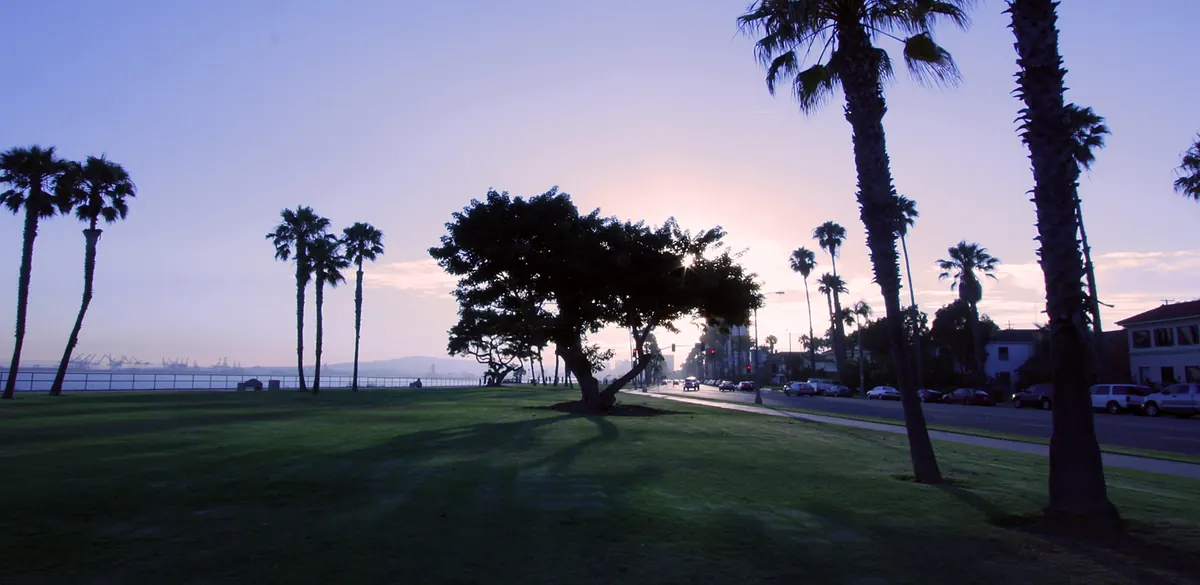 Palm trees at sunset in Bluff Park, Long Beach.