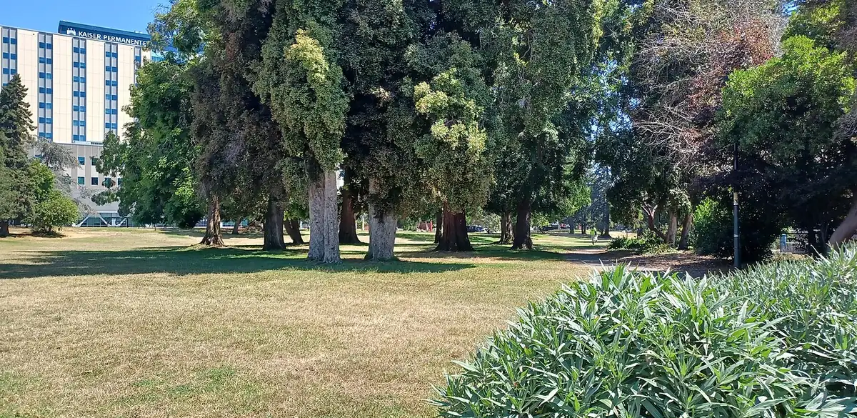 Trees and grass in Mosswood Park, Oakland.