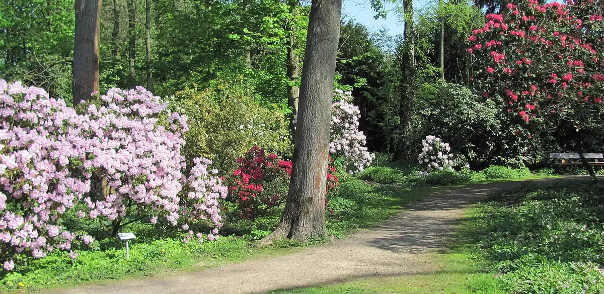 Blühende Sträucher im Hamburger Stadtpark (Foto von 2012).